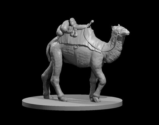 Camel