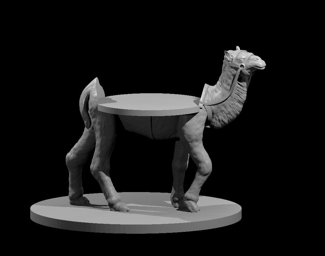 Camel