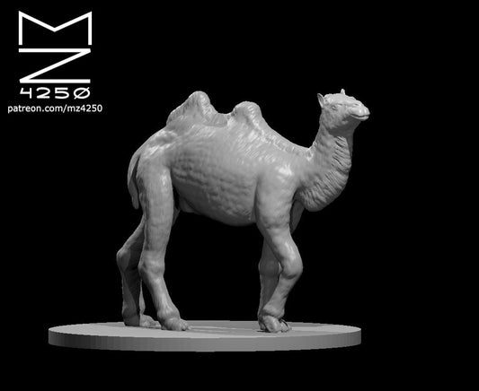 Camel