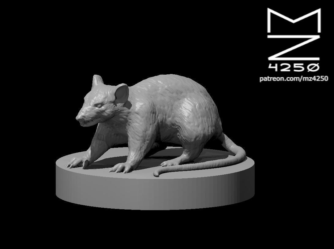 Giant Rat