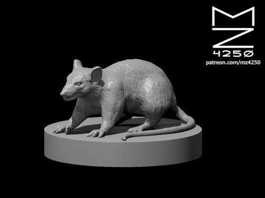 Giant Rat