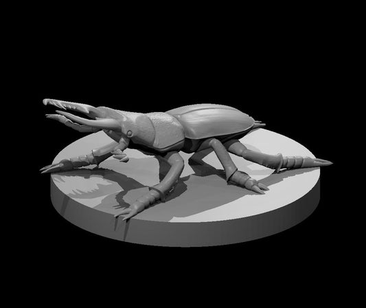 Giant Stag Beetle
