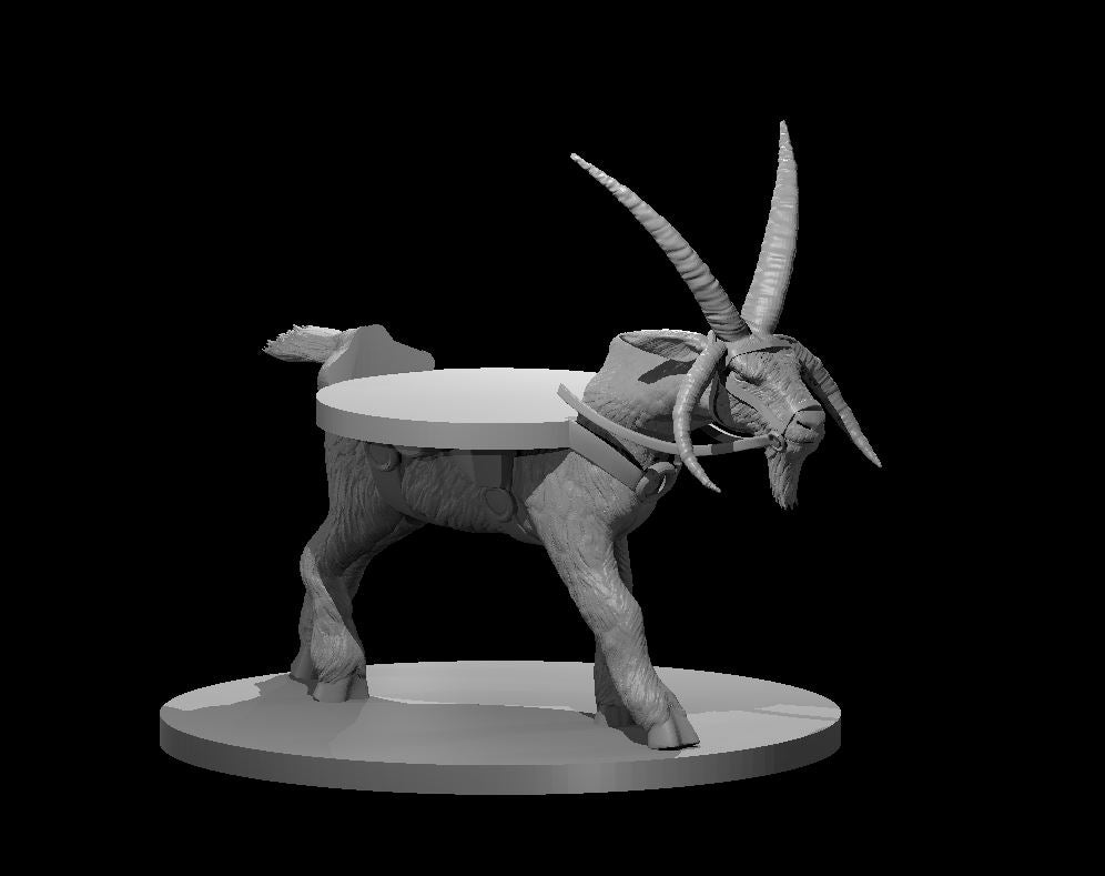 Giant Goat