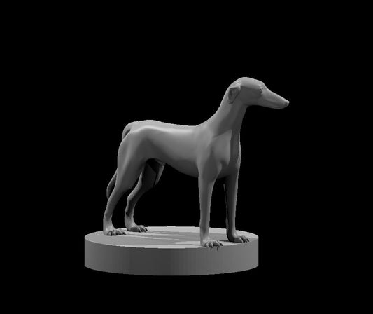 Greyhound
